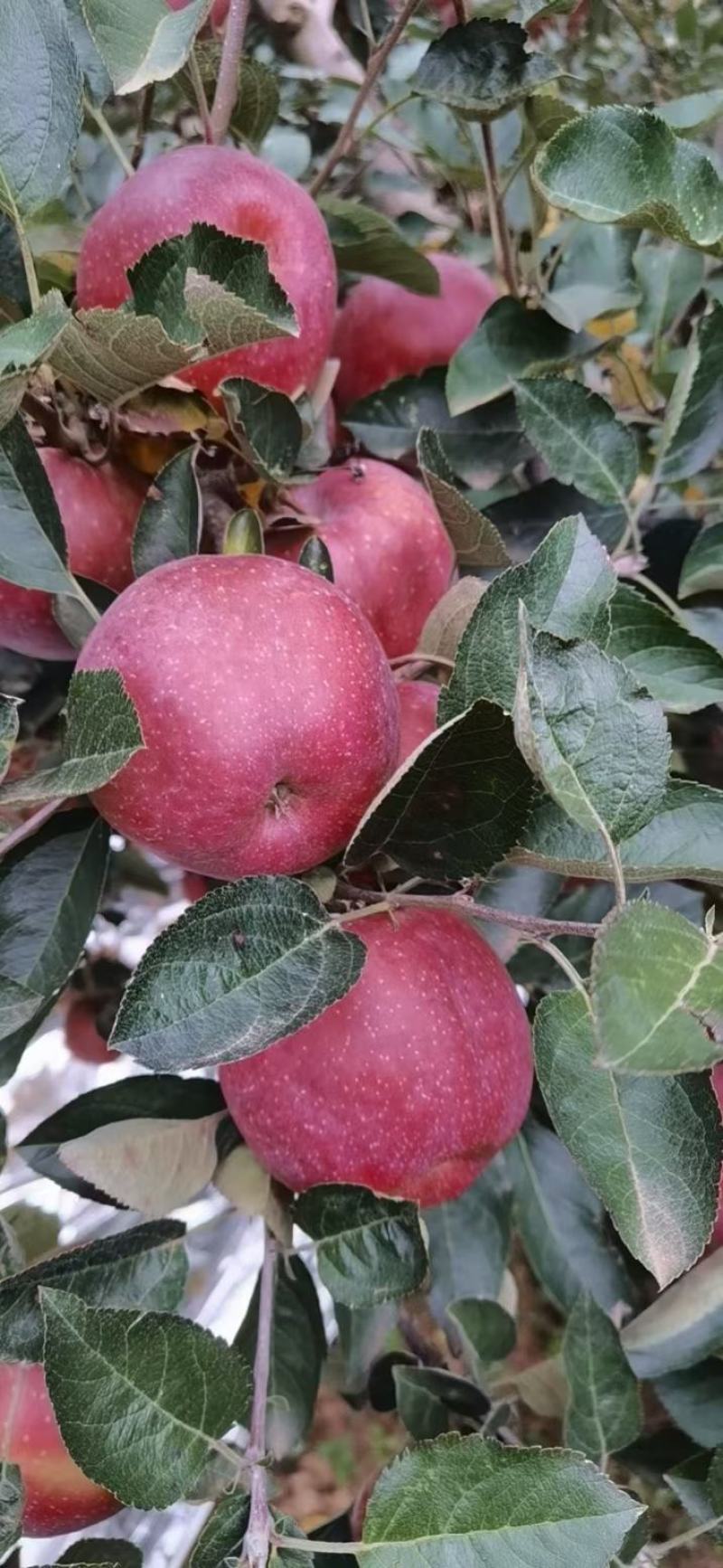 昭通丑苹果昭通糖心苹果代收代办昭通苹果