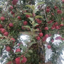 昭通丑苹果昭通糖心苹果代收代办昭通苹果