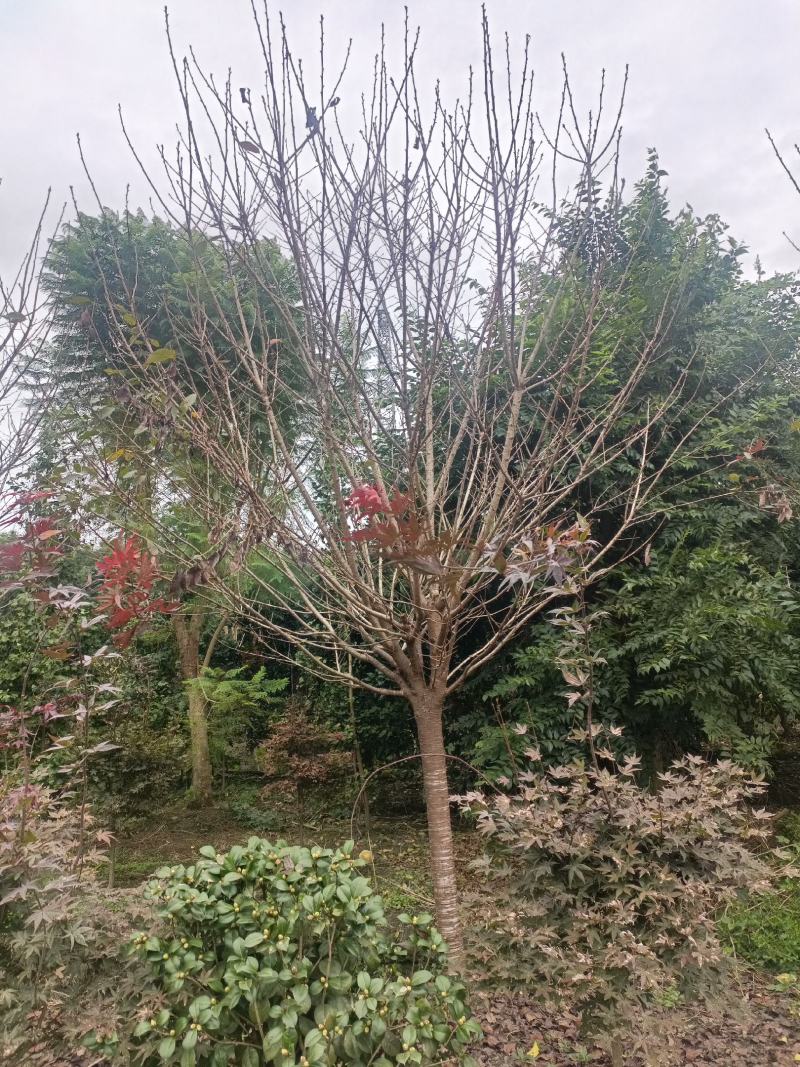 樱花树