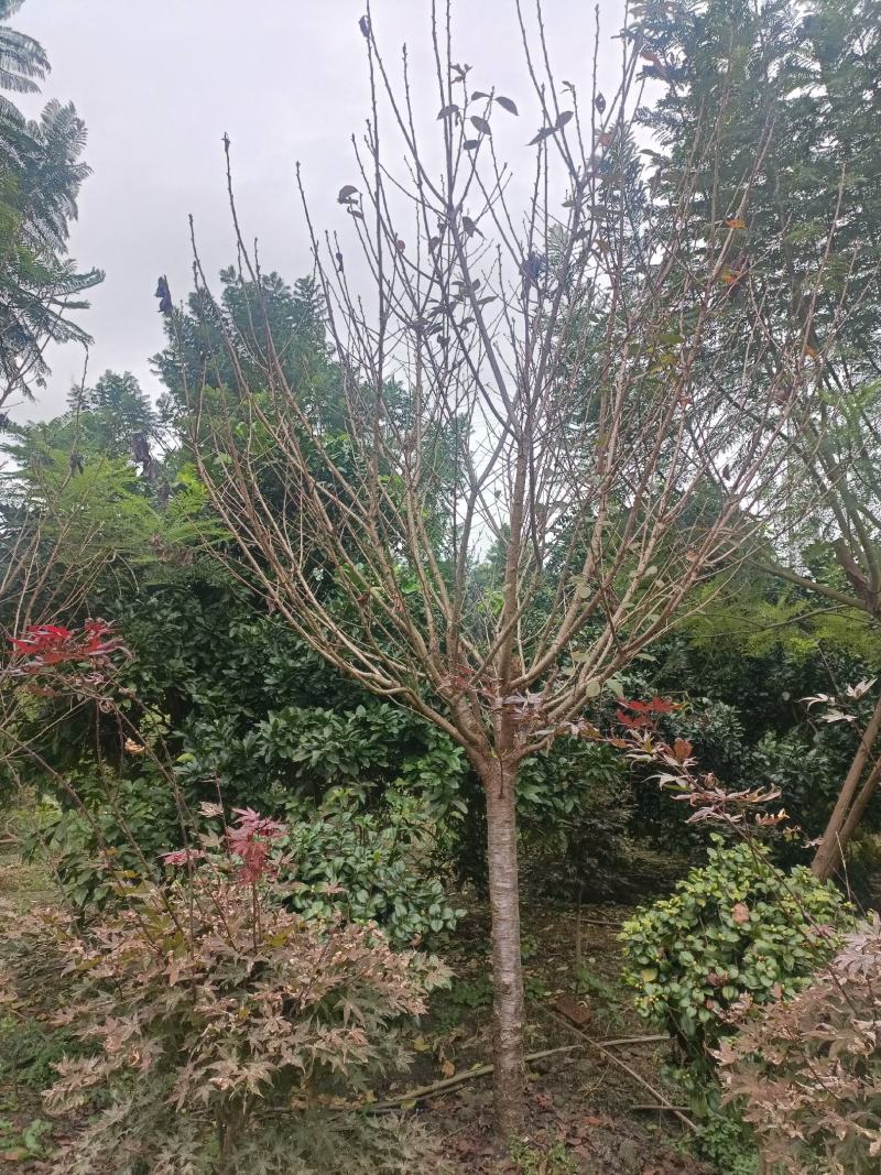 樱花树