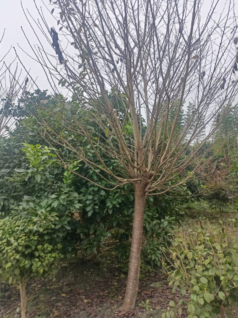 樱花树
