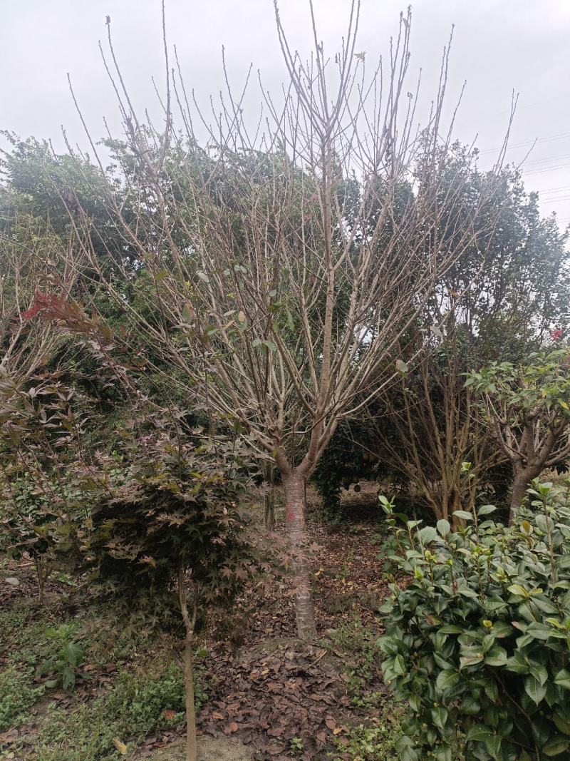 樱花树