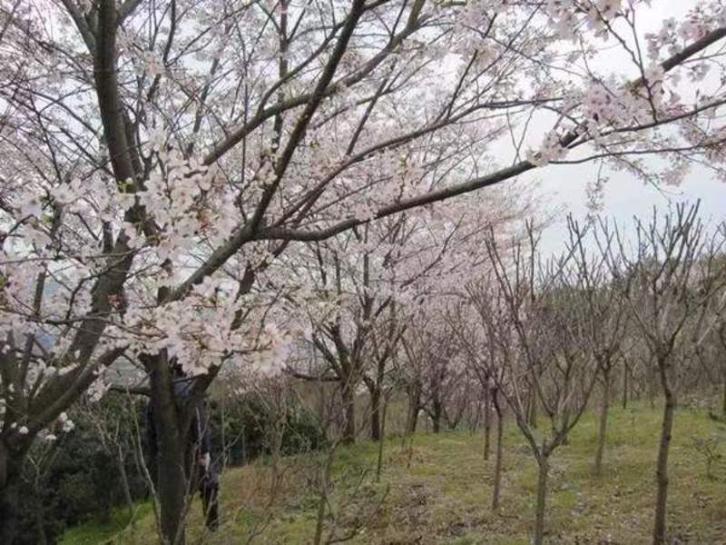 染井吉野樱花