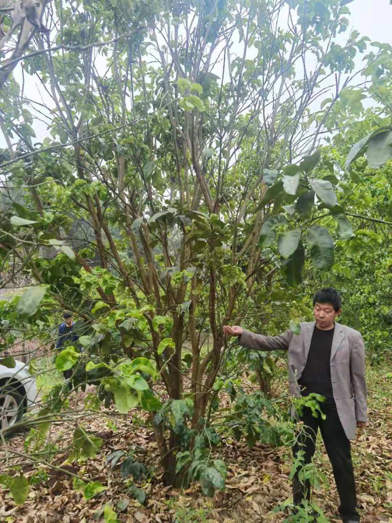 柚子树20~30cm