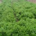 日本冬青