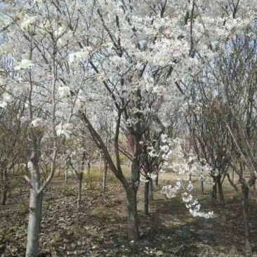 染井吉野樱花