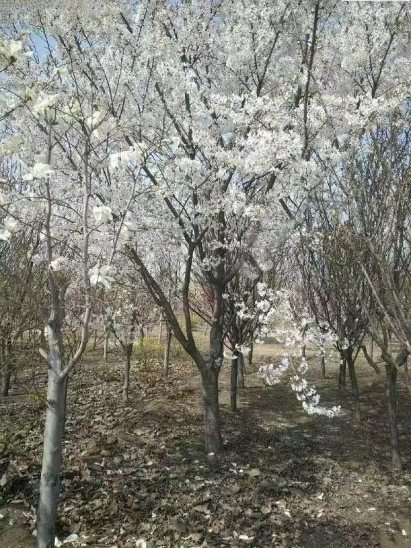 染井吉野樱花