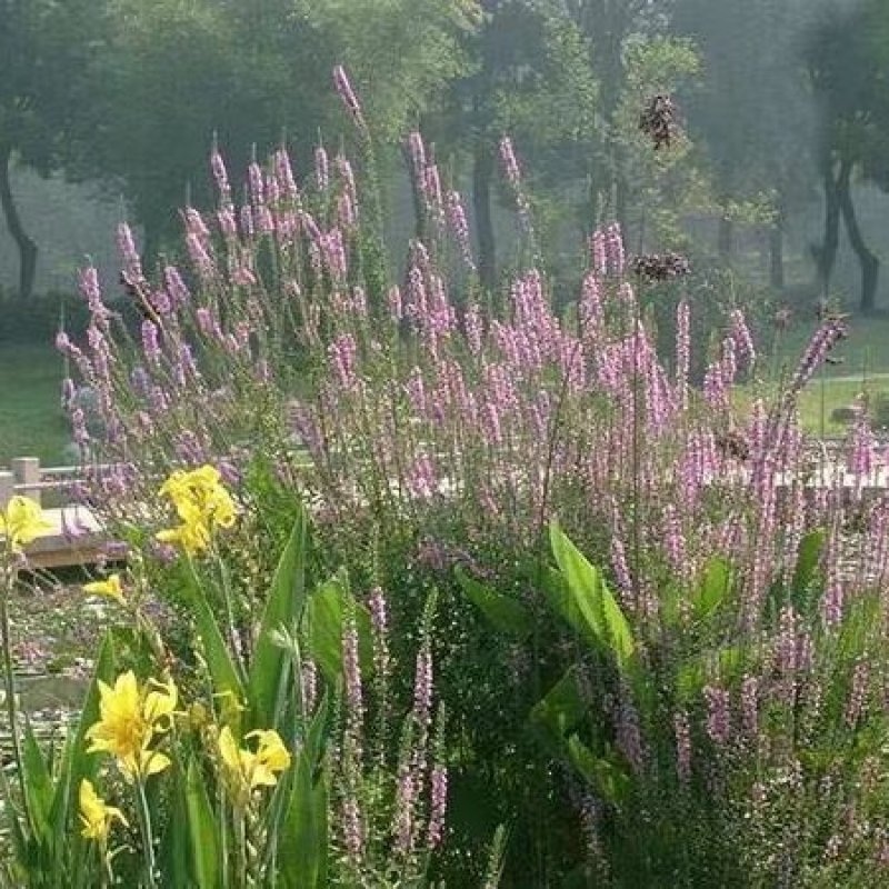 千屈菜苗