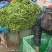 河北邯郸散叶生菜，大量上市中，欢迎下单，价格优惠