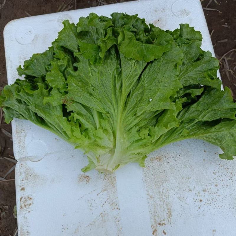 河北邯郸散叶生菜，大量上市中，欢迎下单，价格优惠