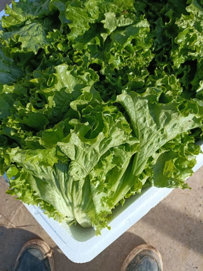 河北邯郸散叶生菜，大量上市中，欢迎下单，价格优惠