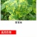 利民禾悦烯酰锰锌69%葡萄黄瓜番茄霜霉病疫病烯酰吗啉剂