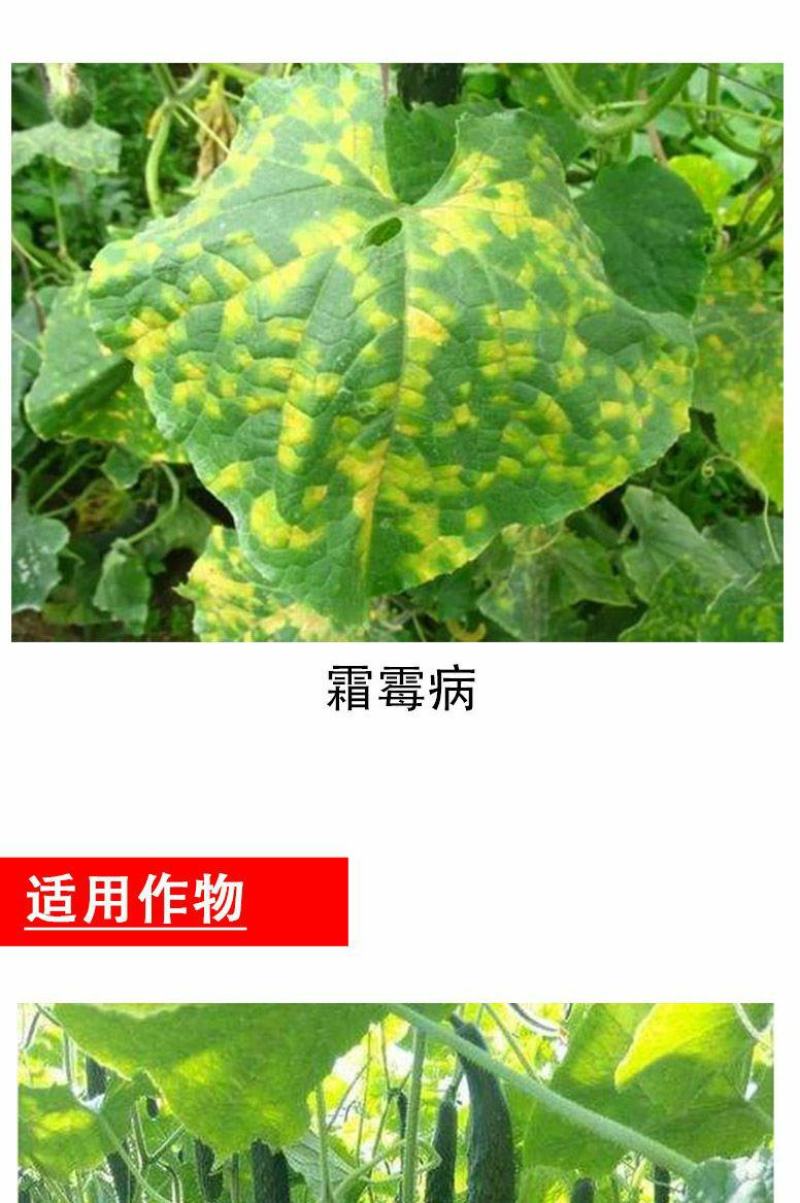 利民禾悦烯酰锰锌69%葡萄黄瓜番茄霜霉病疫病烯酰吗啉剂