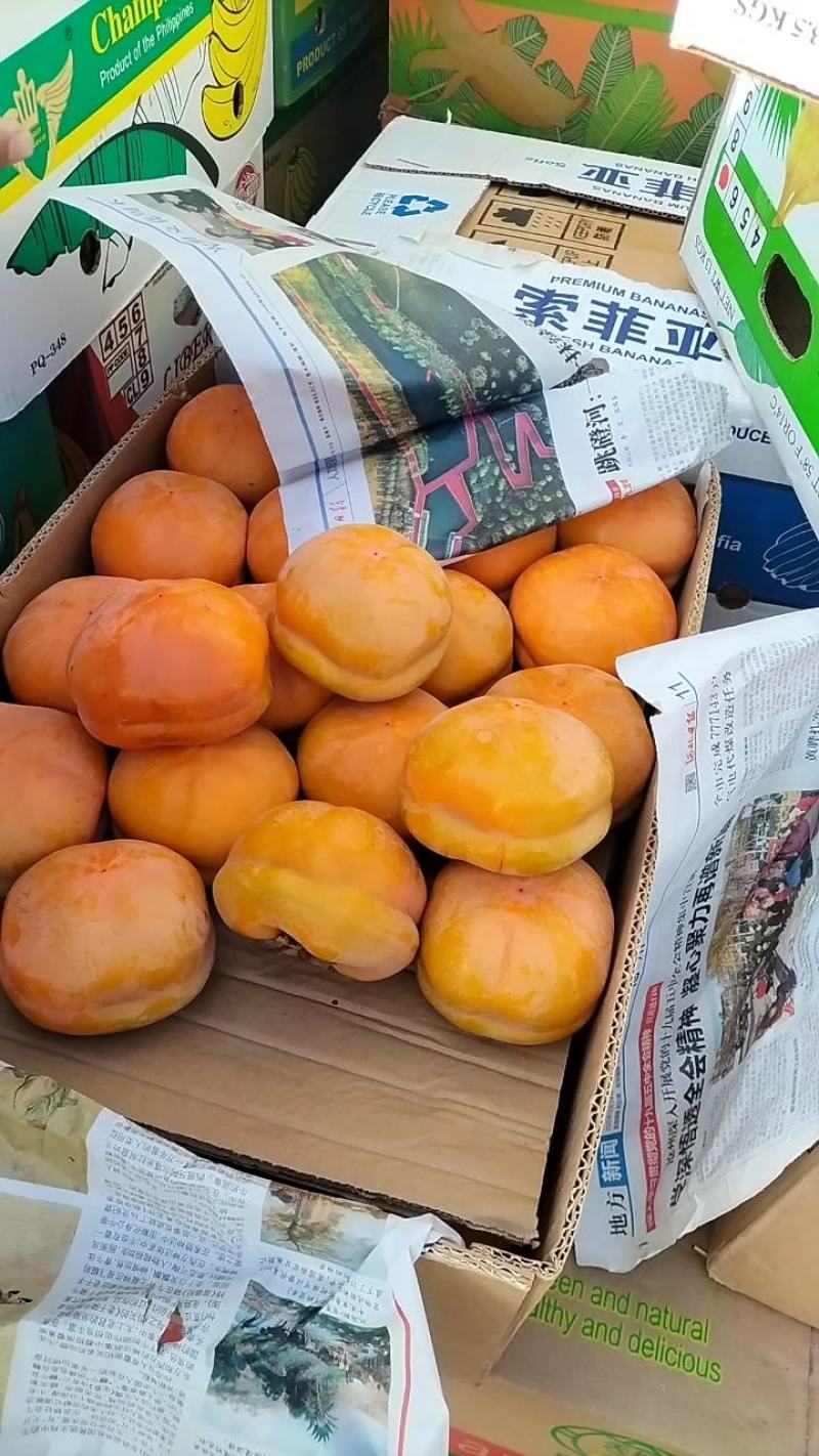 箱装柿子连皮走，果面干净果霜全在，三平大柿子
