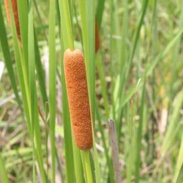 蒲草苗