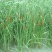 蒲草苗