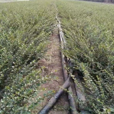 平枝荀子苗