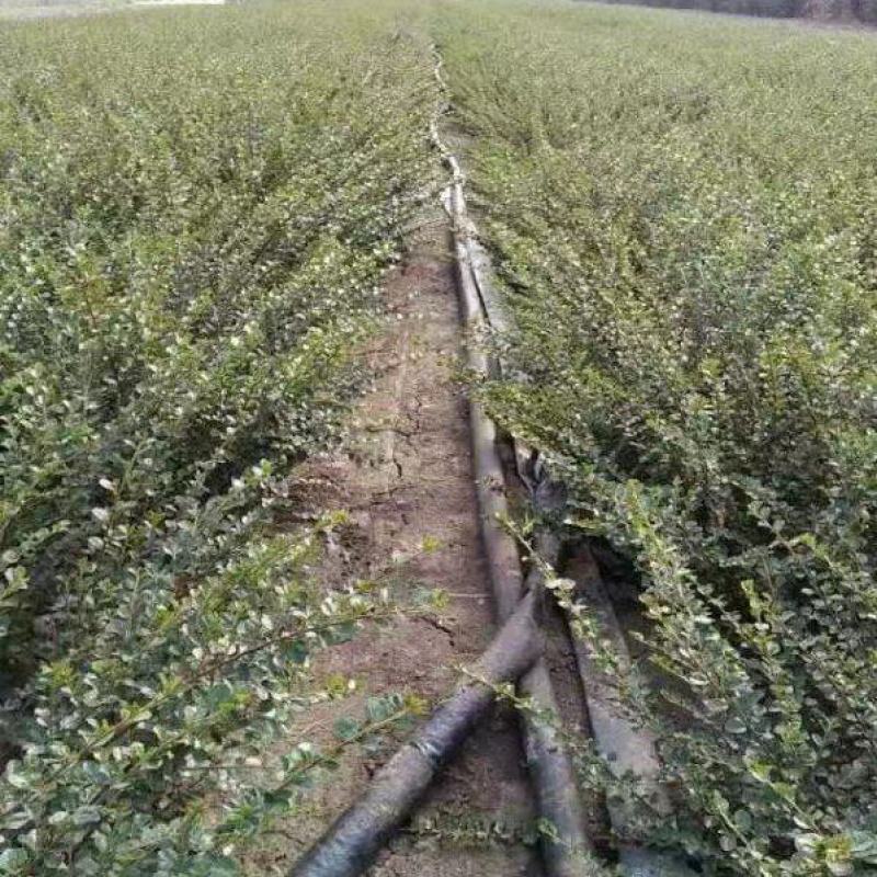 平枝荀子苗