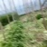 芹菜60cm以上本地大棚种植