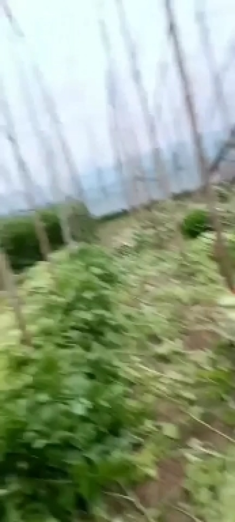 芹菜60cm以上本地大棚种植