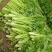 芹菜60cm以上本地大棚种植