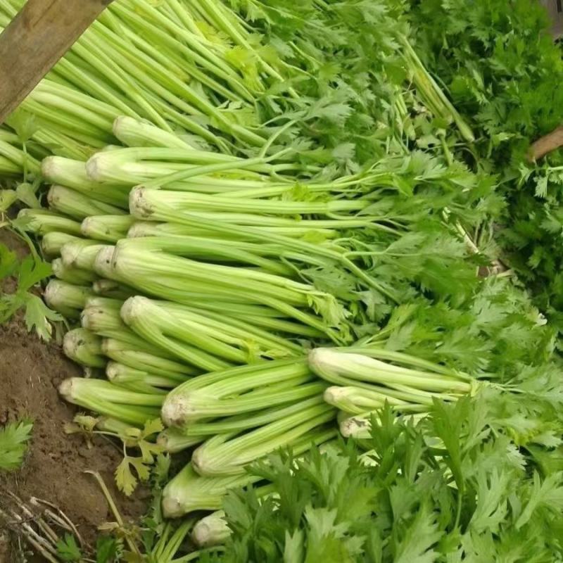 芹菜60cm以上本地大棚种植