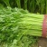 芹菜60cm以上本地大棚种植