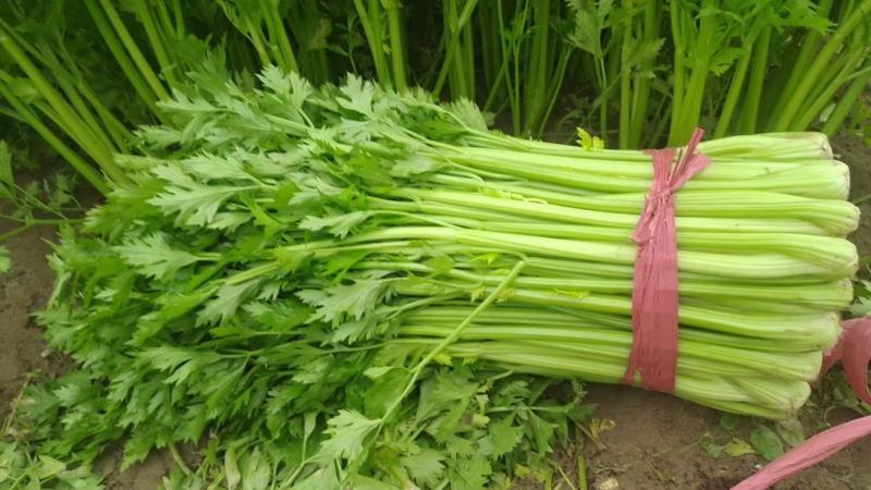 芹菜60cm以上本地大棚种植