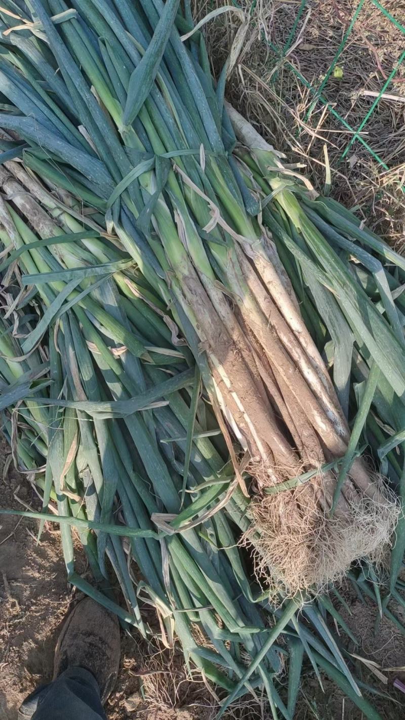 芹菜60cm以上本地大棚种植