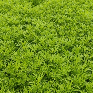 芦蒿批发销售