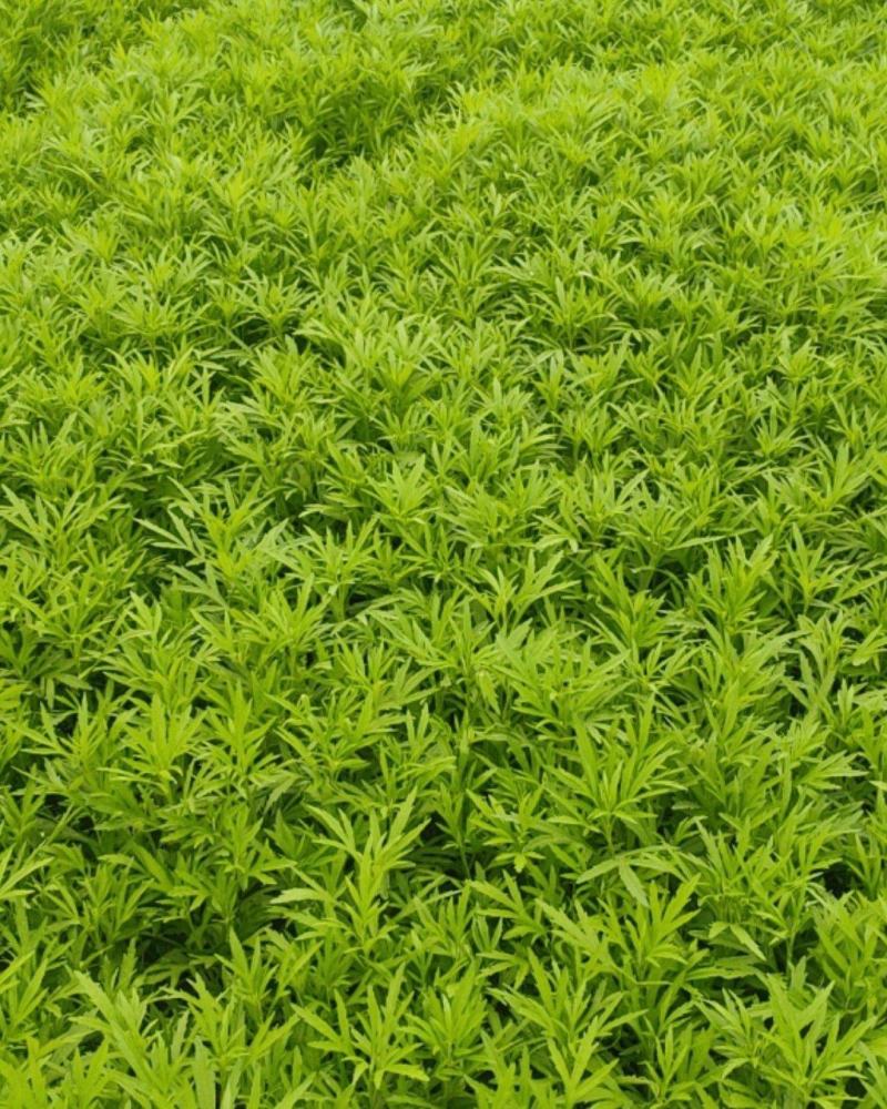 芦蒿批发销售