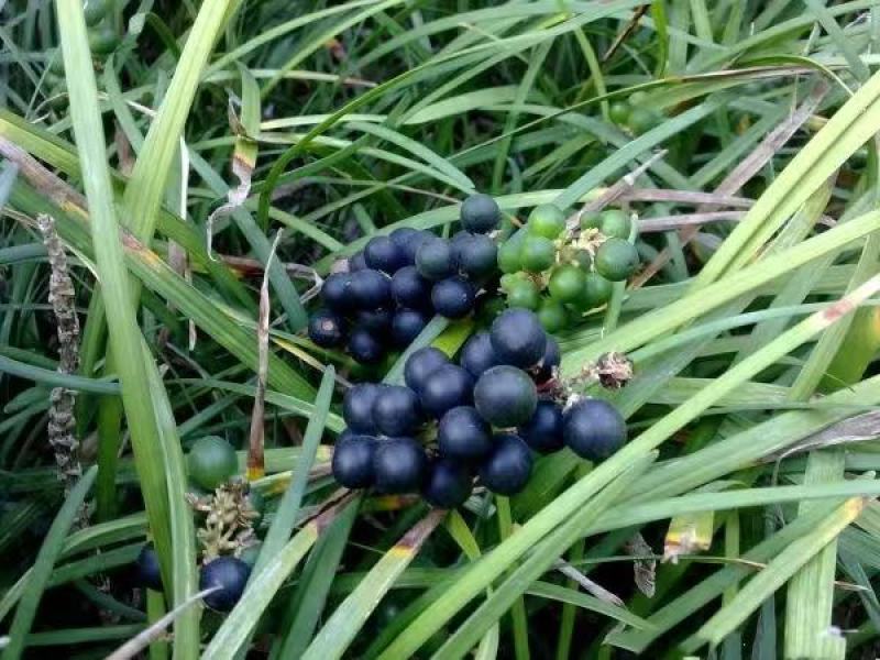 麦冬草
