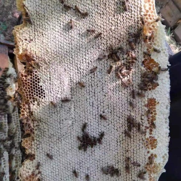 整脾老巢蜜适合装礼盒切割现场摇蜜批发零售