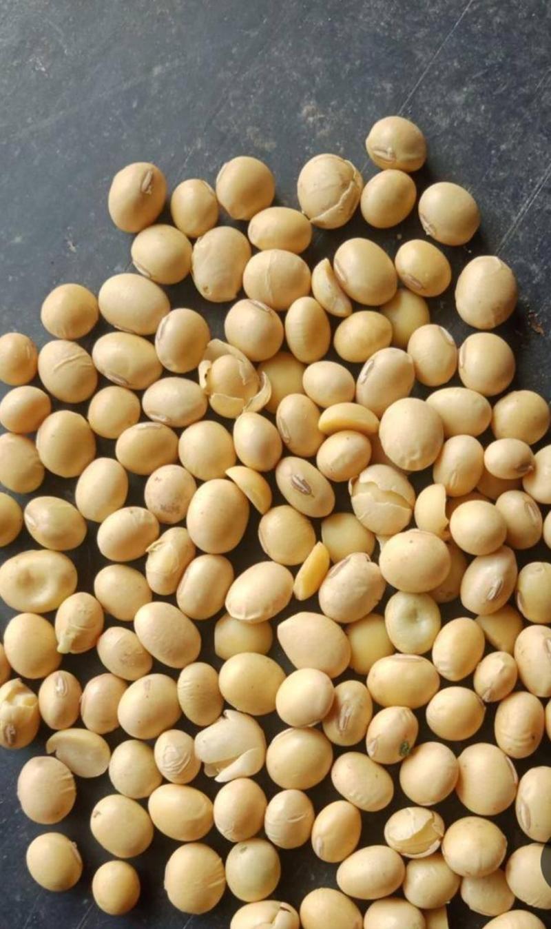黄豆，湖北本地黄豆，含蛋白质45以上。出浆率高。