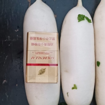 出售白萝卜
