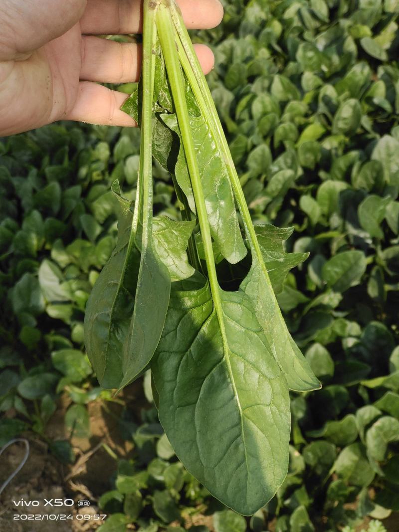 高端进口春秋一代杂交菠菜8001黑叶抗病