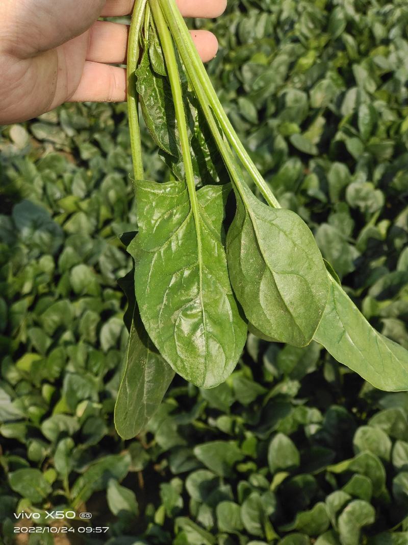 高端进口春秋一代杂交菠菜8001黑叶抗病