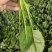 高端进口春秋一代杂交菠菜8001黑叶抗病