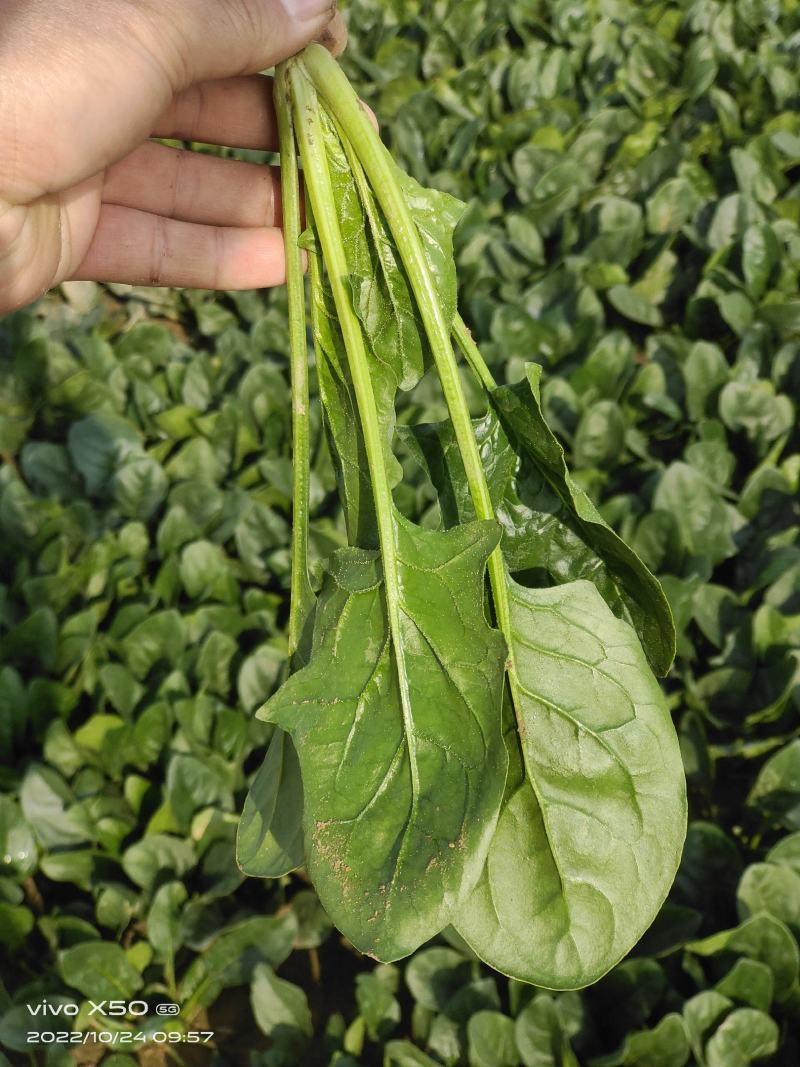 高端进口春秋一代杂交菠菜8001黑叶抗病