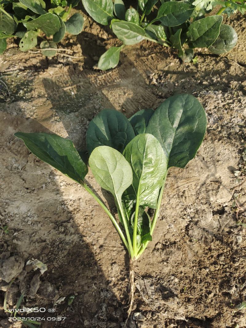 高端进口春秋一代杂交菠菜8001黑叶抗病