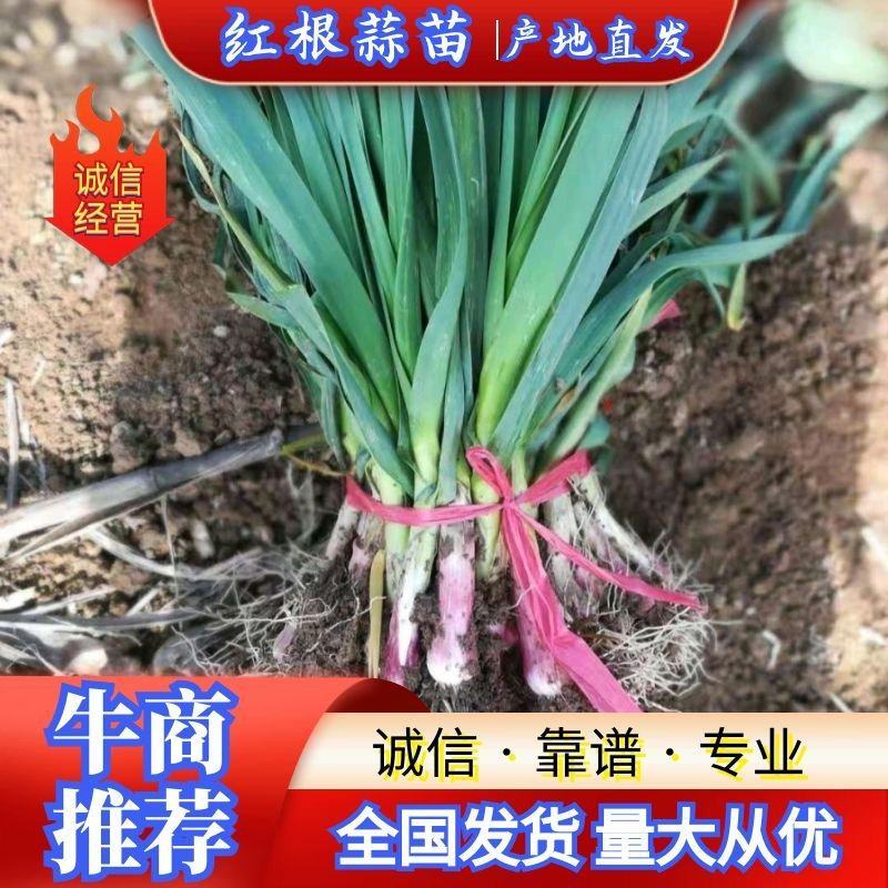 华州区红根蒜苗大量上市供应欢迎咨询支持视频看货