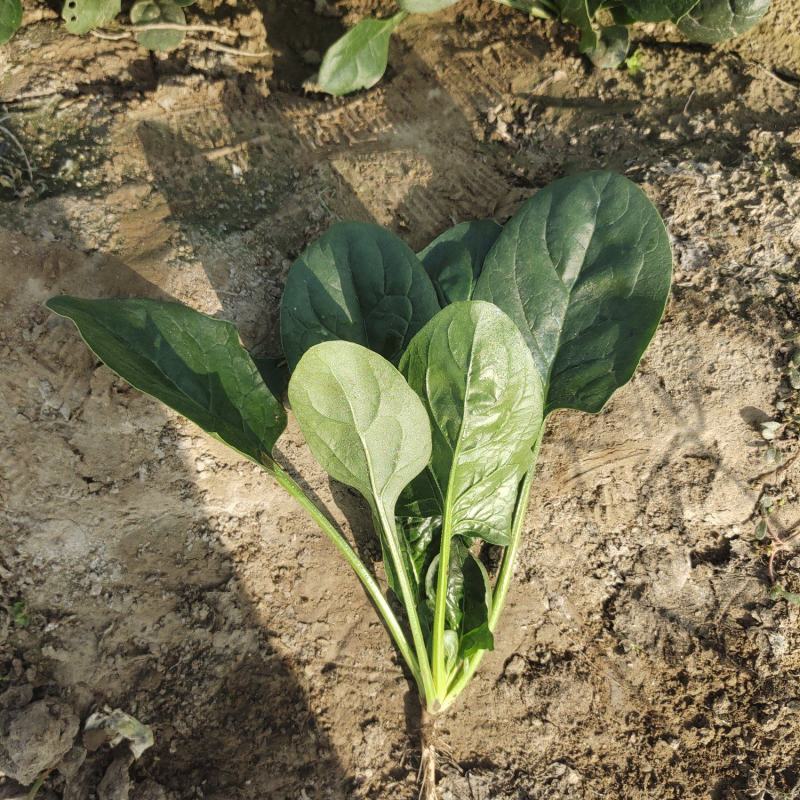高端进口春秋一代杂交菠菜8001黑叶抗病