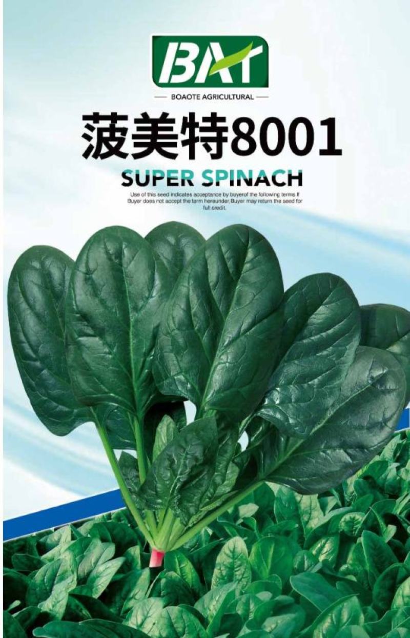 高端进口春秋一代杂交菠菜8001黑叶抗病