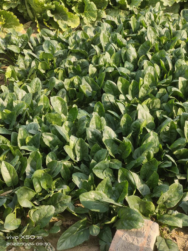高端进口春秋一代杂交菠菜8001黑叶抗病