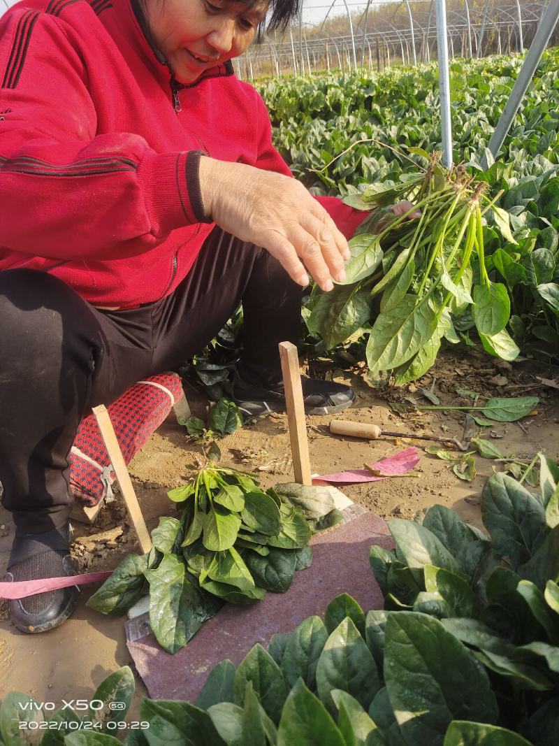 高端进口春秋一代杂交菠菜8001黑叶抗病