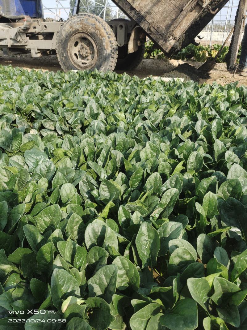 高端进口春秋一代杂交菠菜8001黑叶抗病