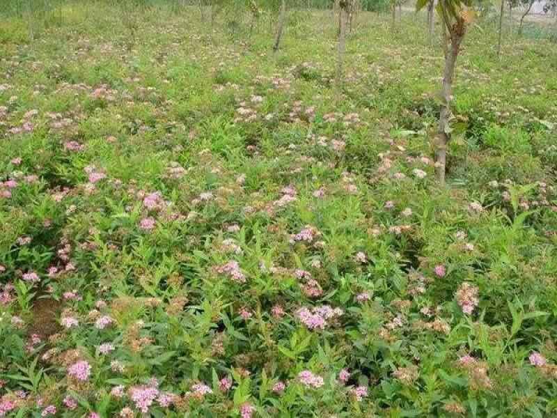 粉花绣线菊
