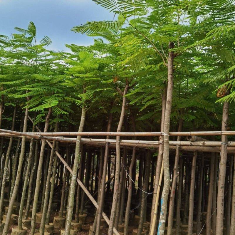 凤凰木