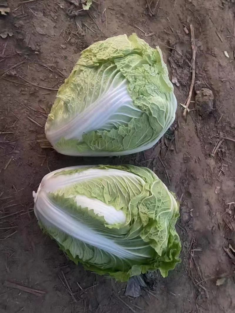 河南淮阳鸡腿白菜大量供应中，诚信合作，用心经营，顾客至上