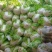 河南淮阳鸡腿白菜大量供应中，诚信合作，用心经营，顾客至上